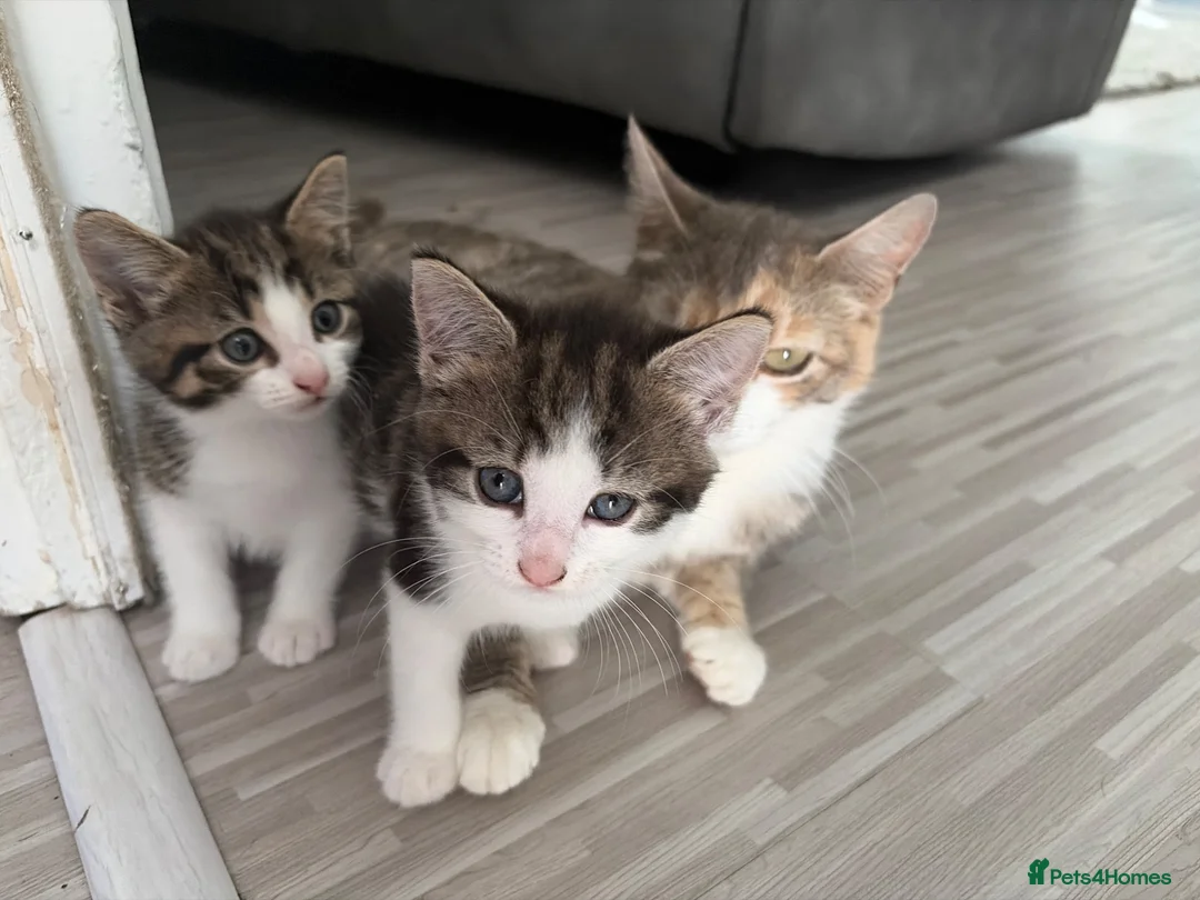 Mixed Breed cats for sale: 2 kittens  - Advert 14