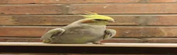 Cockatiels birds for sale: Young Cockatiels  - Advert 11