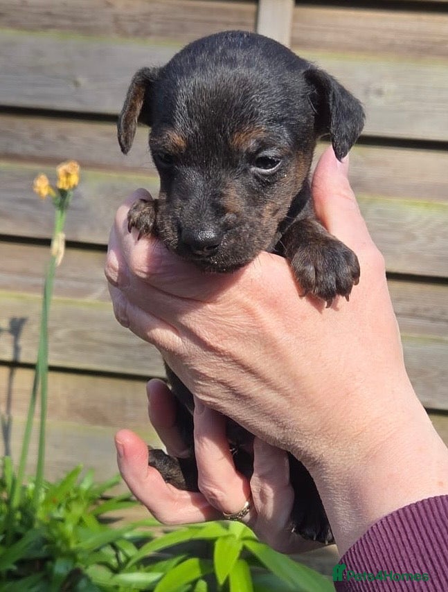 Mixed Breed dogs Beautiful Lakeland Terrier/Poodle Puppies - Advert 2