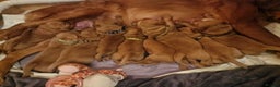 Golden Retriever dogs for sale: Beautiful KC-Registered Golden Retriever Puppies - Advert 15