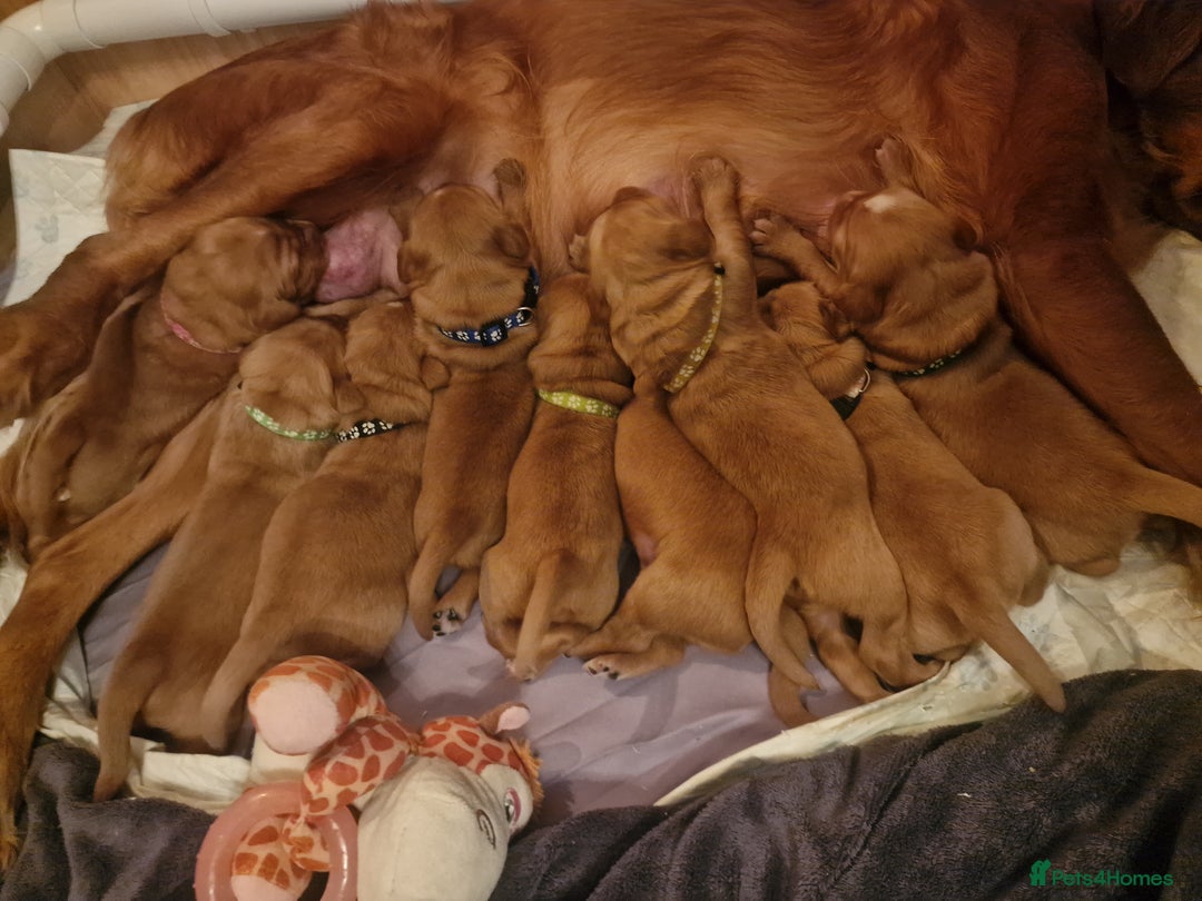 Golden Retriever dogs for sale: Beautiful KC-Registered Golden Retriever Puppies - Advert 15