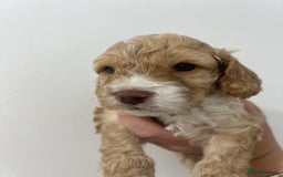 Cockapoo dogs for sale: Stunning F2 miniature cockapoo puppies  - Image 2