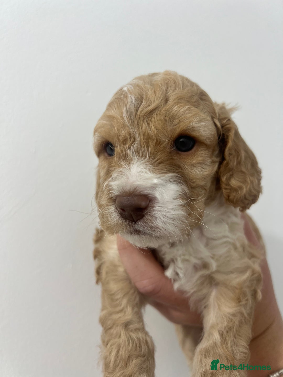 Cockapoo dogs for sale: Stunning F2 miniature cockapoo puppies  - Image 2