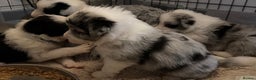 Border Collie dogs for sale: Stunning puppies from international champion line. - Advert 6