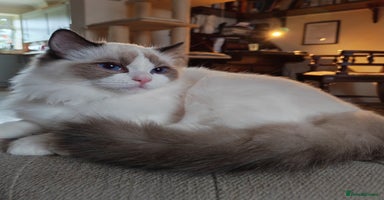 Ragdoll cats  READY NOW GCCF  REG. EUROPEAN  LINE BOYS   - Advert 7