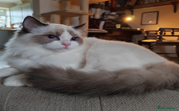 Ragdoll cats  READY NOW GCCF  REG. EUROPEAN  LINE BOYS   - Advert 5