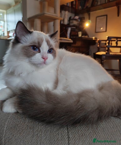 Ragdoll cats READY NOW GCCF REG. EUROPEAN LINE BOYS - Advert 5