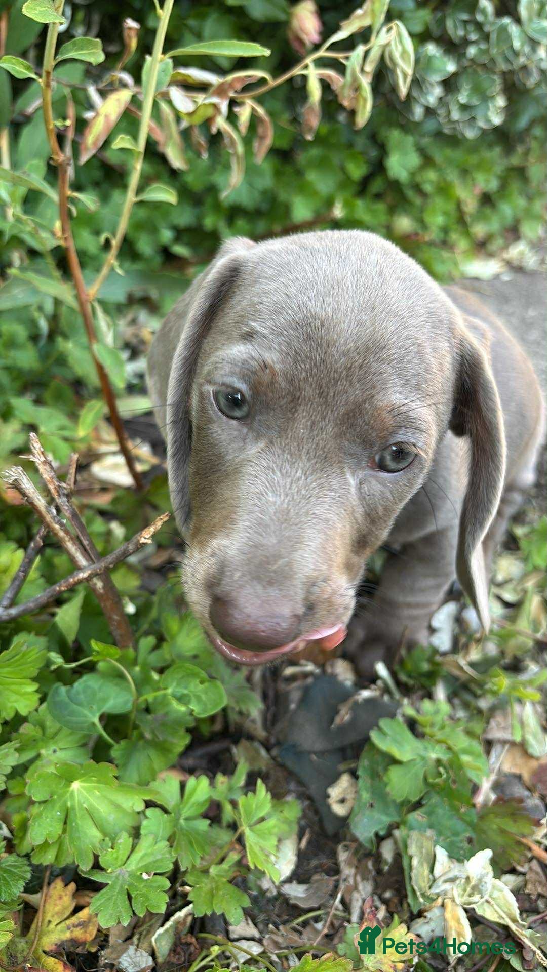 Dachshund dogs for sale: Mini dushounds - Image 3