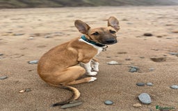 Lurcher dogs for sale: 8 month old Lurcher Puppy - Image 1