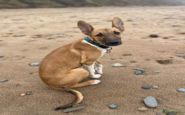 Lurcher dogs - Advert 2