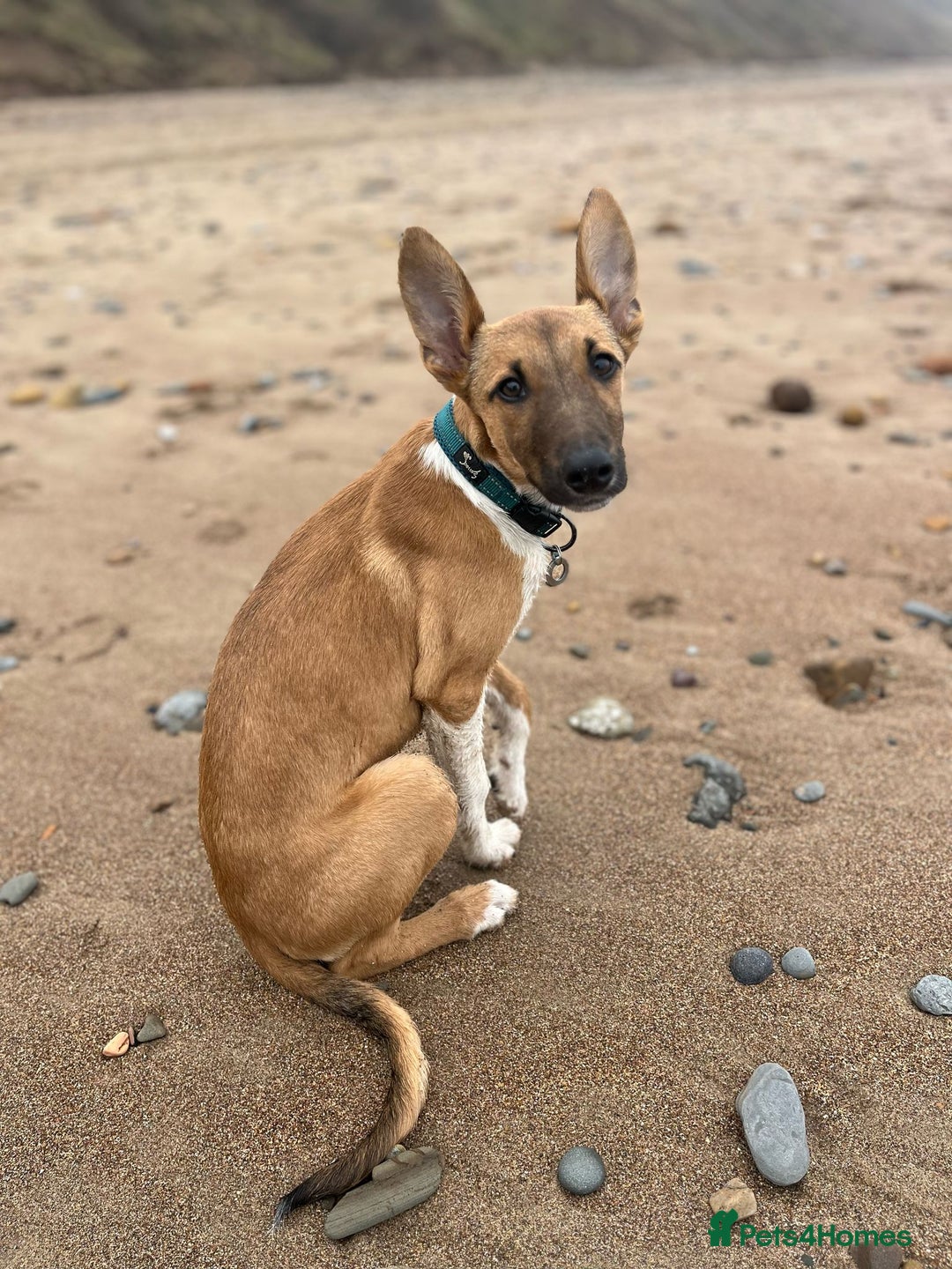 Lurcher dogs for sale: 8 month old Lurcher Puppy - Image 1