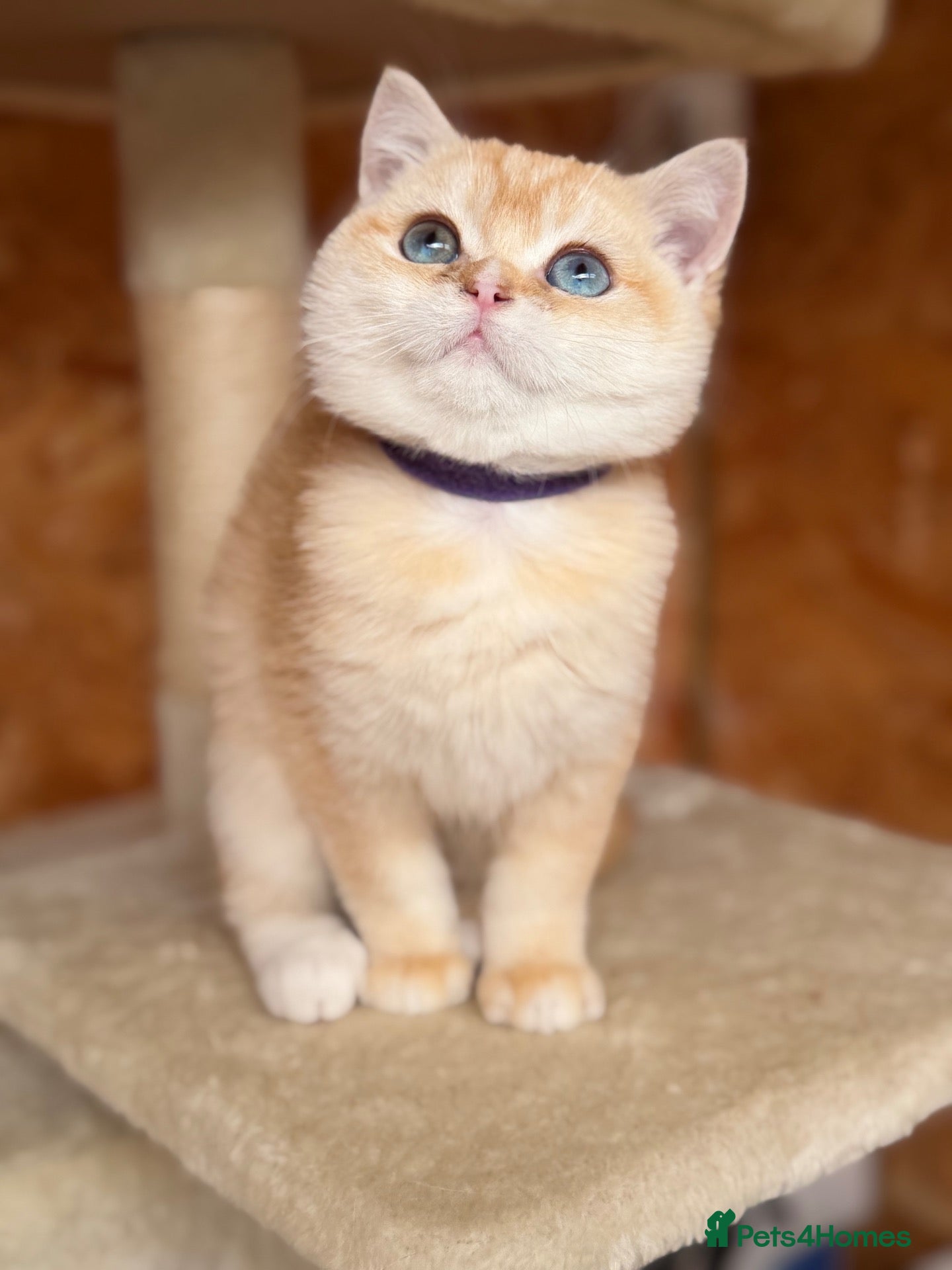 British Shorthair cats British shorthair golden odd eyed kittens  - Advert 6