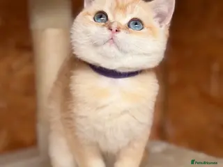 British Shorthair cats British shorthair golden odd eyed kittens - Advert 6