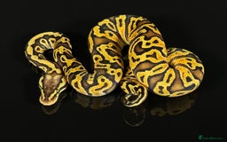 Python Snake reptiles for sale: Royal pythons  - Image 3