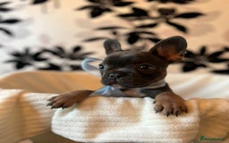 French Bulldog dogs for sale: Gorgeous french bulldog boys  - Image 8