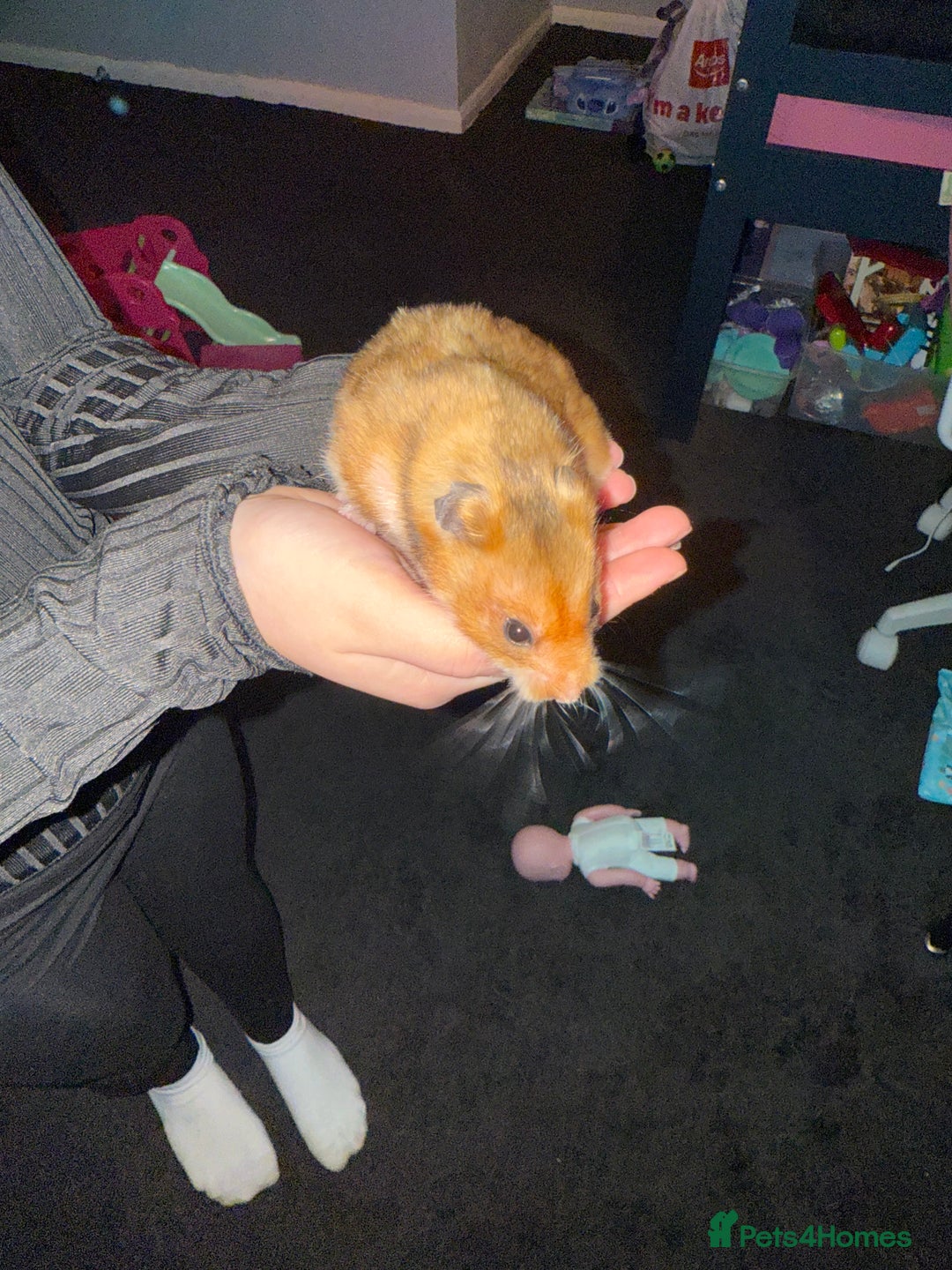 Hamster rodents for sale: Male hamster with cage - Advert 2