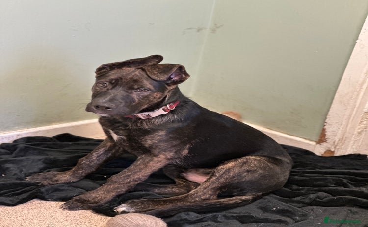 Mixed Breed dogs Bobby - Advert 3