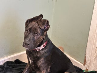 Mixed Breed dogs for sale: Bobby - Advert 1