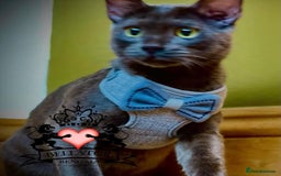 Bengal cats for sale: Looking for the best homes for our retired Bengals - Image 3