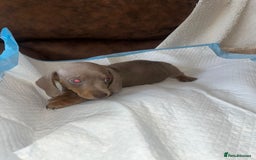 Miniature Dachshund dogs for sale: Miniature Dachshund Puppies - Image 2