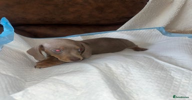 Miniature Dachshund dogs - Advert 2