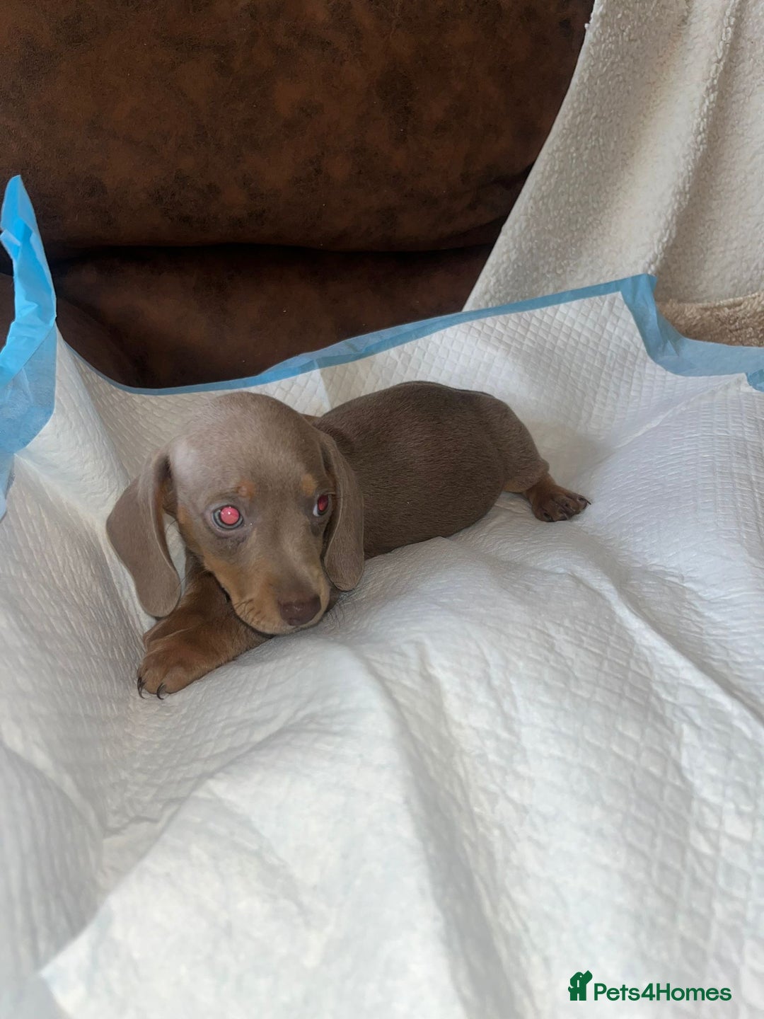 Miniature Dachshund dogs for sale: Miniature Dachshund Puppies - Image 2