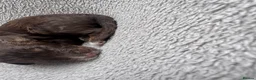 Cockapoo dogs for sale: F2 Cockapoo  in Cannock - Advert 22