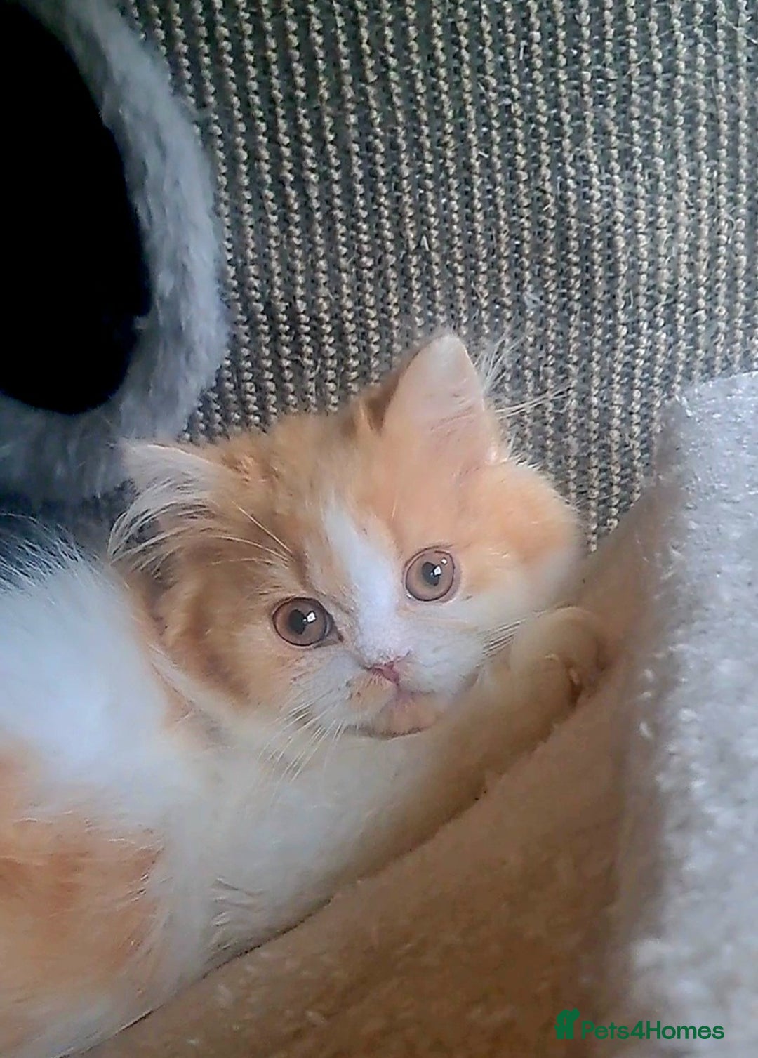 British Longhair cats for sale: *RESERVED* Red Bicolour British Longhair Kitten - Image 9