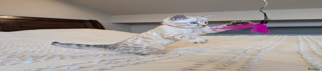 Red collar female ❤️