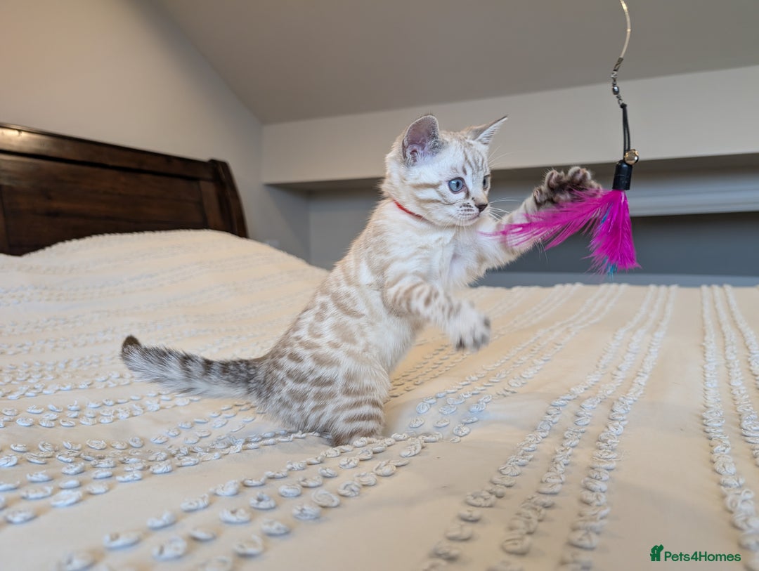 Bengal cats for sale: 🤍🩶🖤 Beautiful Bengal Kittens 🖤🩶🤍 - Image 33