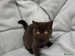 British Shorthair cats British Shorthair Chunky Chocolate Kittens🐻 - Advert 17