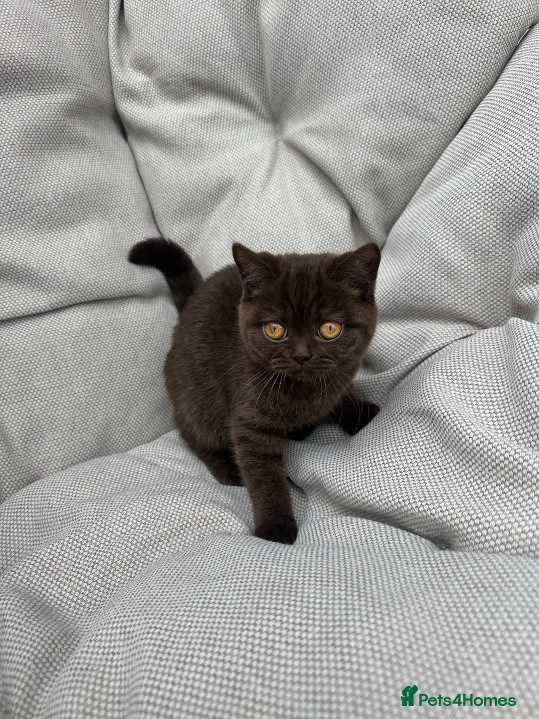 British Shorthair cats for sale: British Shorthair Chunky Chocolate Kittens🐻 - Advert 2