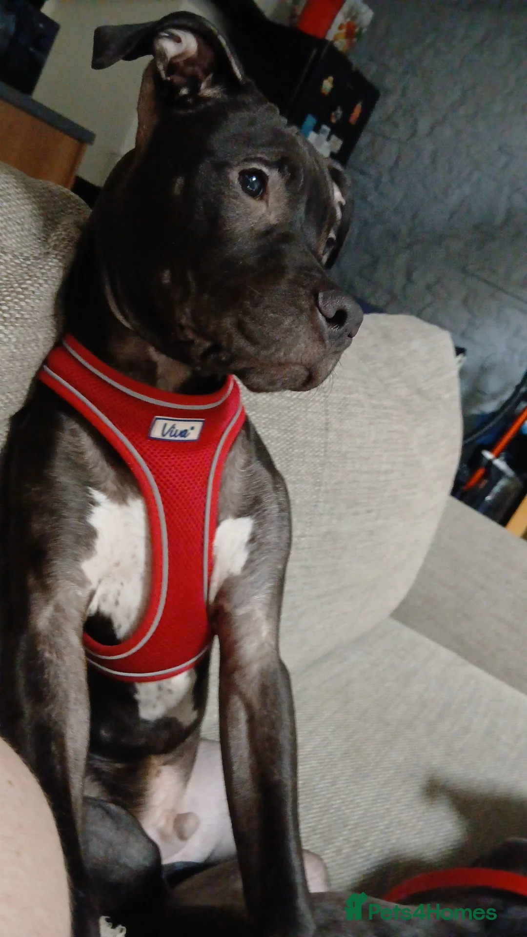 Staffordshire Bull Terrier dogs for sale: 7 month old male staffy puppy in Penrith - Advert 1