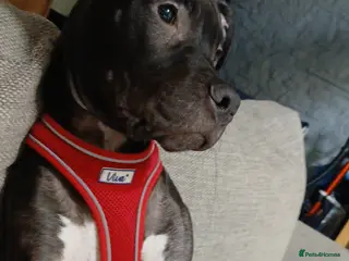 Staffordshire Bull Terrier dogs 7 month old male staffy puppy - Advert 10