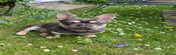 French Bulldog dogs for stud: French Bulldog - BLUE & TAN - Advert 10
