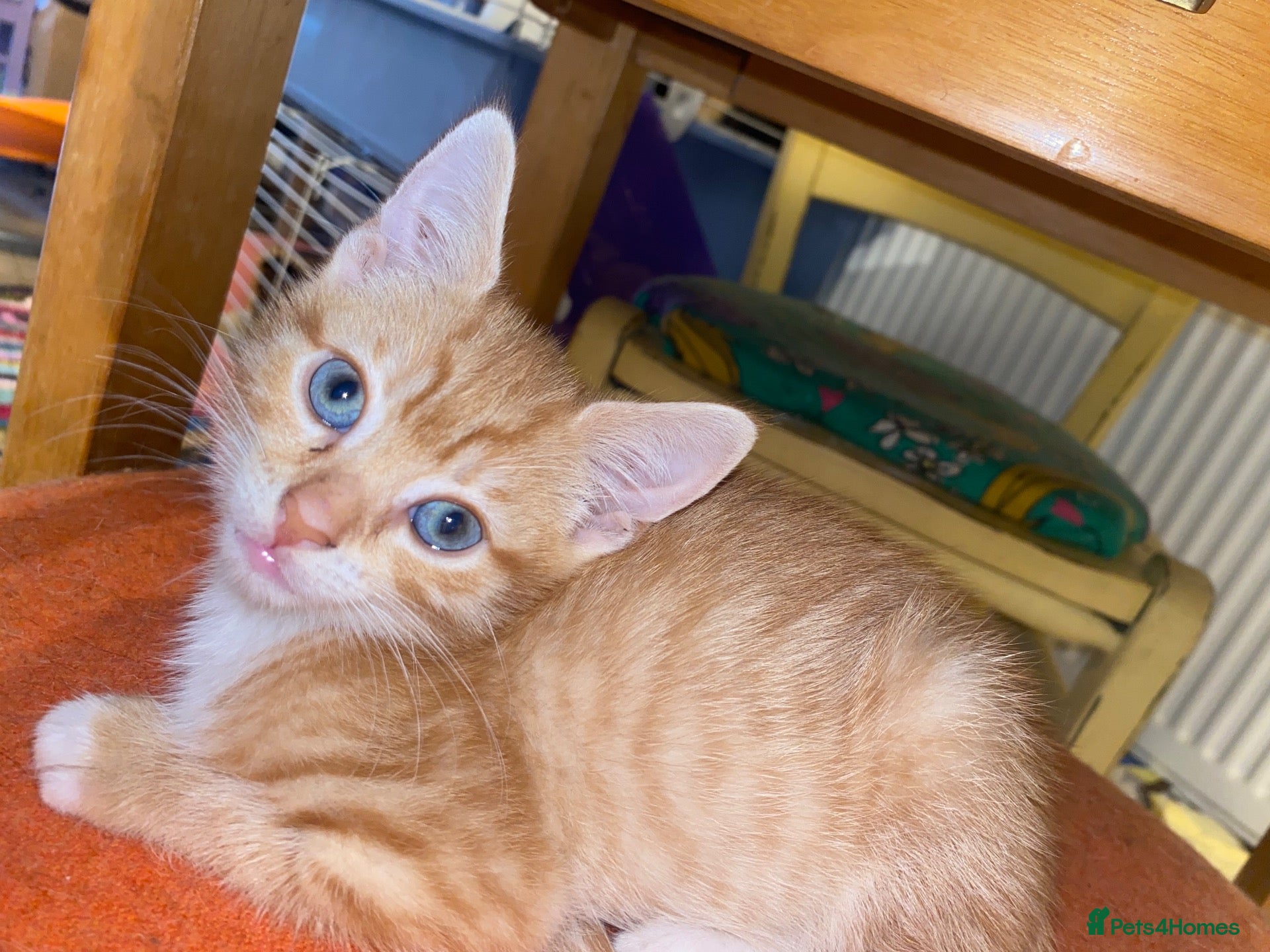 Mixed Breed cats for sale: Beautiful Ginger Kittens!  - Advert 1