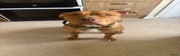Mixed Breed dogs for sale: Loving staffy x American bully seeks forever home - Advert 4