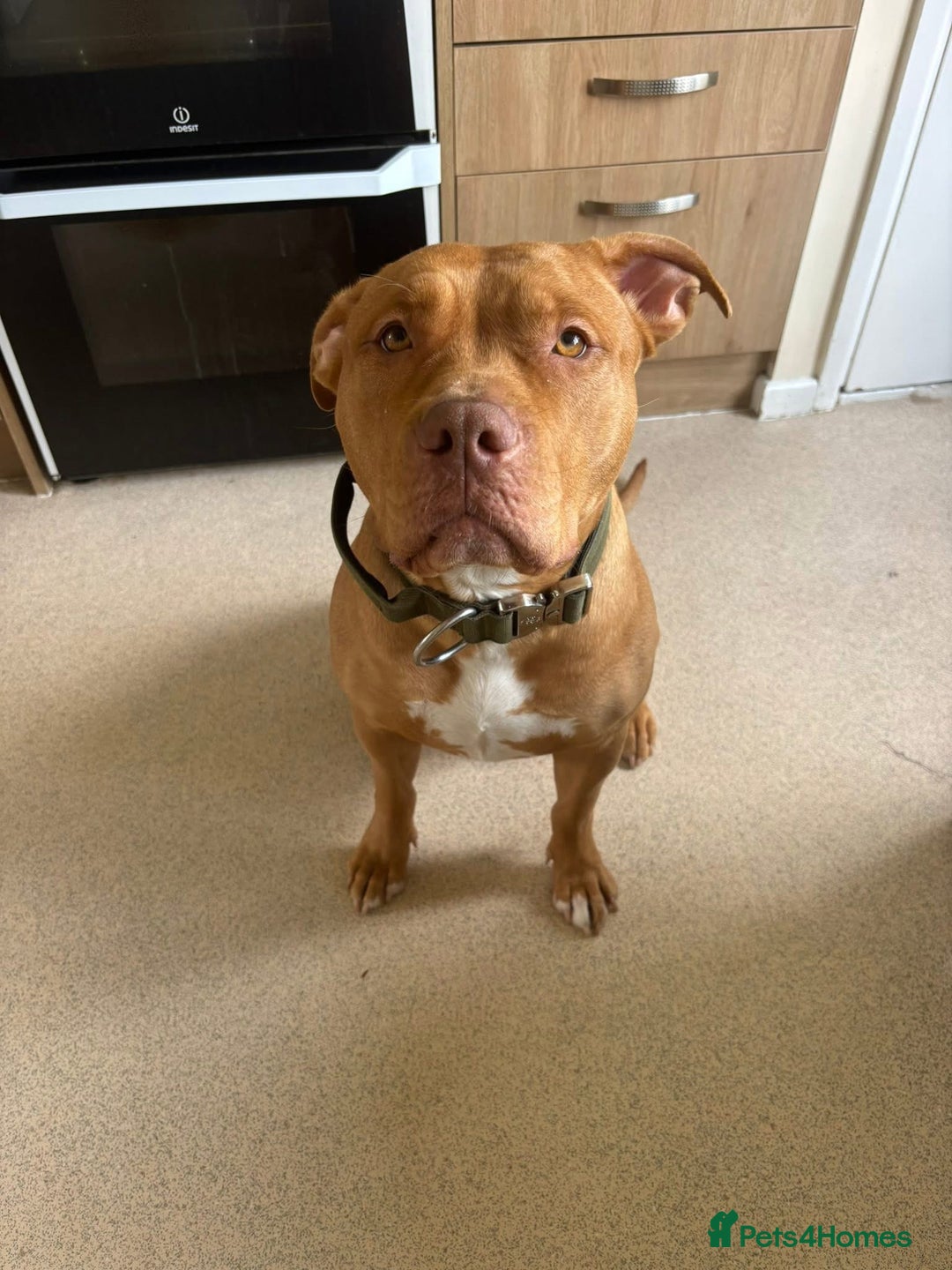 Mixed Breed dogs for sale: Loving staffy x American bully seeks forever home - Advert 4