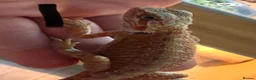 Bearded Dragon reptiles for sale: Sold pending collection - Advert 2