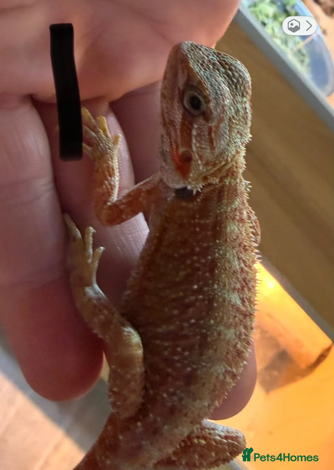Bearded Dragon reptiles for sale: Sold pending collection - Advert 2