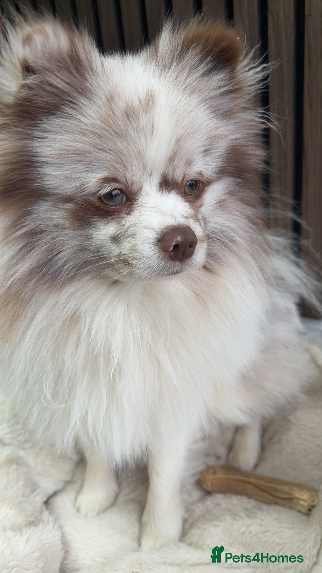 Pomeranian dogs for stud: Obi (for stud only)  - Advert 2