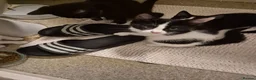 Mixed Breed cats for sale: Nice and playful in Northolt - Advert 5