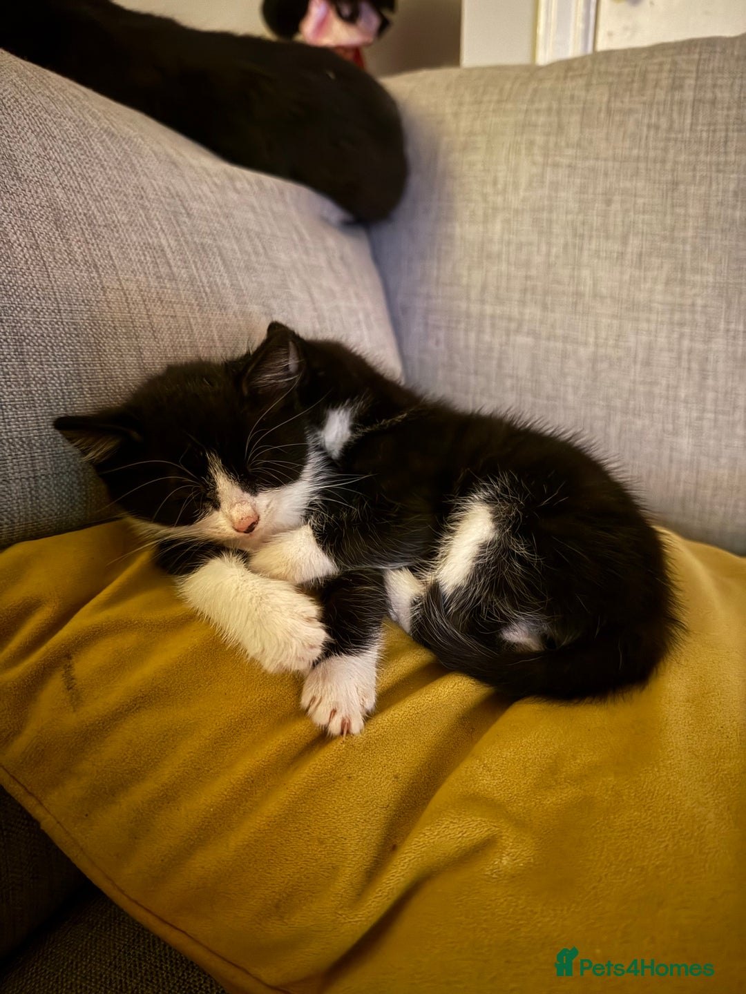 British Shorthair cats for sale: 5 gorgeous kittens - Image 5