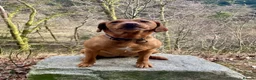 Labrador Retriever dogs for sale: Beautiful Fox Red Labrador Retriever Puppies  in Northampton - Advert 3