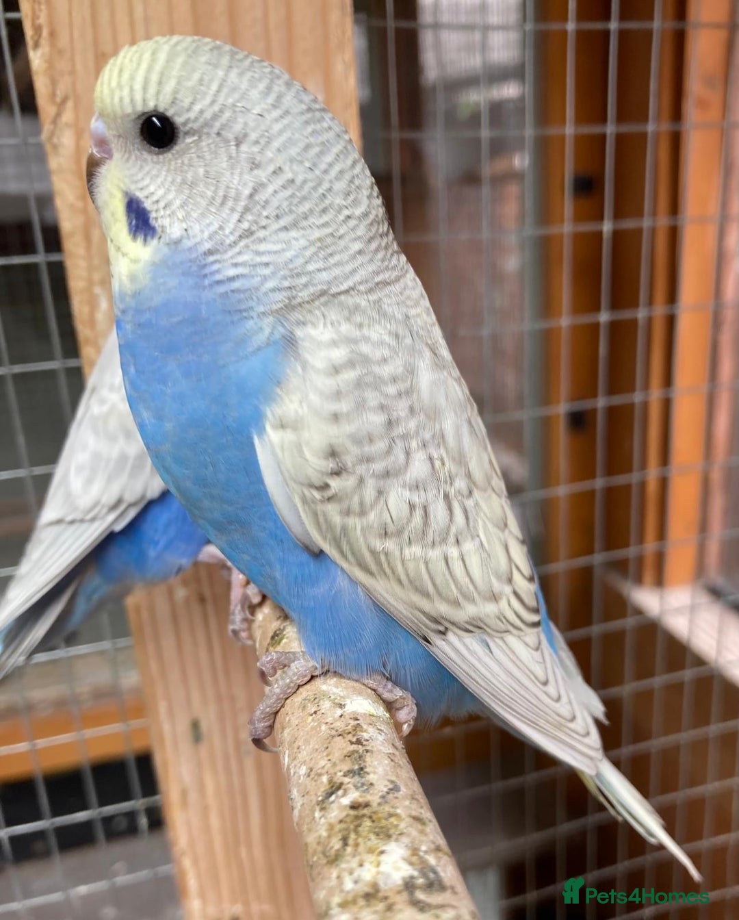 Budgerigars birds for sale: Beautiful baby budgies  - Image 6