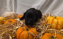 Mixed Breed dogs for sale: 12 beautiful puppies - Image 18
