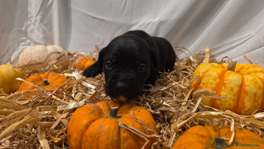 Mixed Breed dogs for sale: 12 beautiful puppies - Image 18