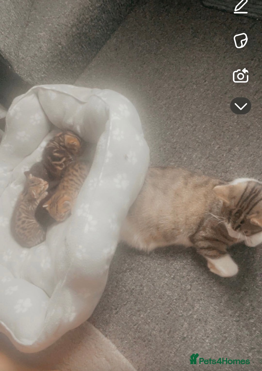 Bengal cats for sale: 4 Bengal kittens for sale  - Image 10