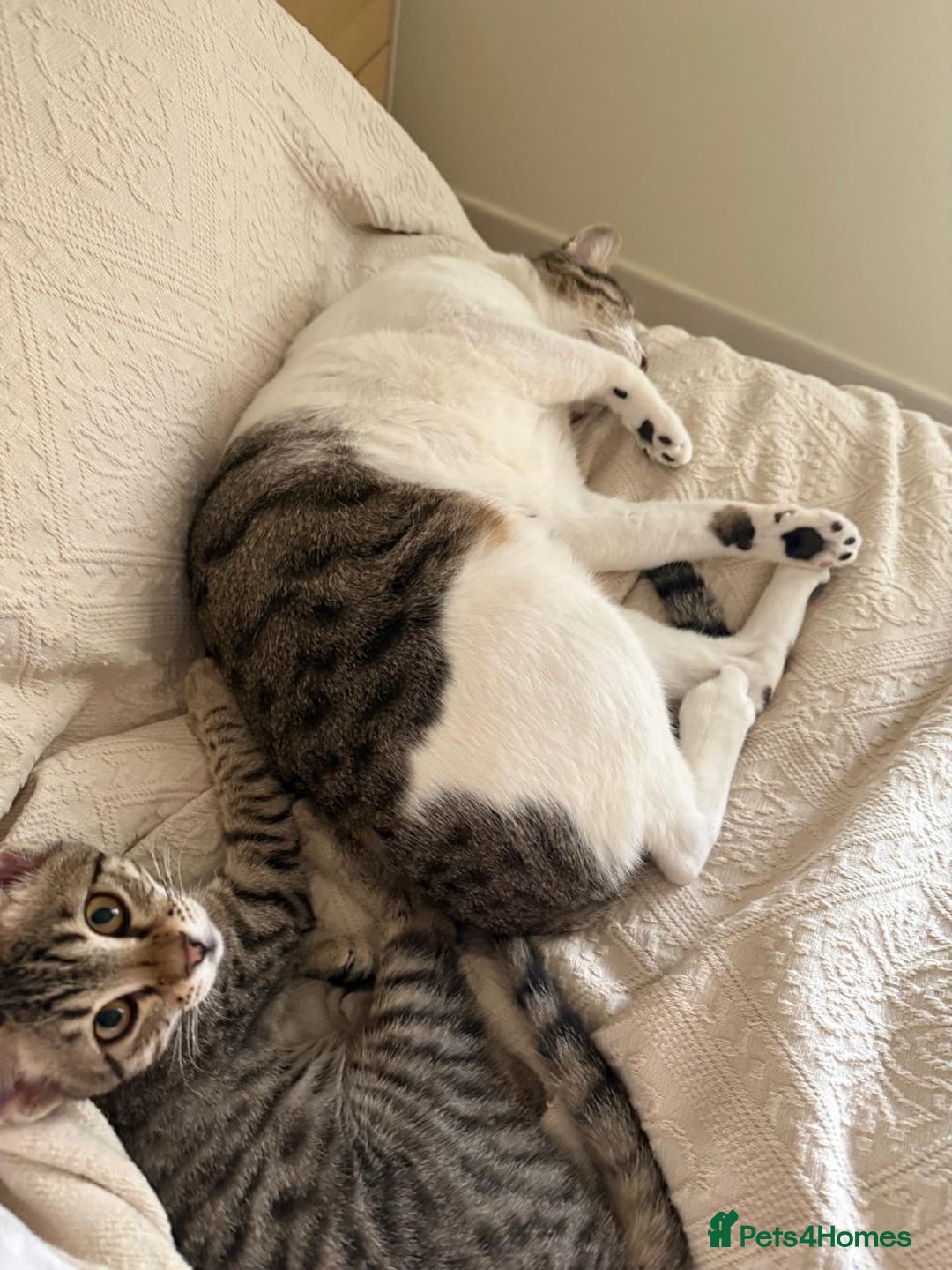 Mixed Breed cats for adoption: Muji & Sol - Affectionate & Chatty indoors pair - Advert 8