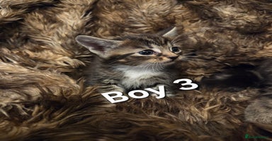 Mixed Breed cats - Advert 2